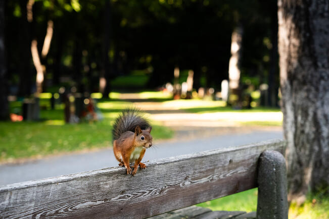 Lasten muistolehtoa ja tyhjän sylin muistopaikkaa suunnitellaan Turun hautausmaalle. 