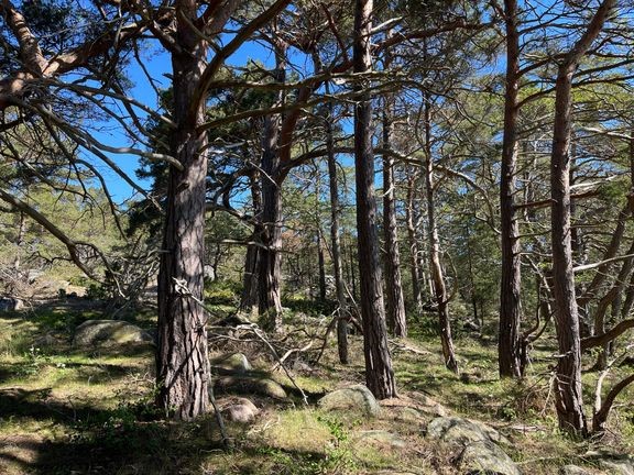 M&#228;ntyj&#228; Bod&#246;n p&#228;&#228;saarelta hankitulta alueelta.  
