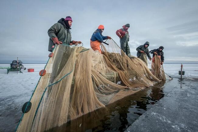 Muikun saalismäärä säilyi lähellä kahta miljoonaa kiloa.