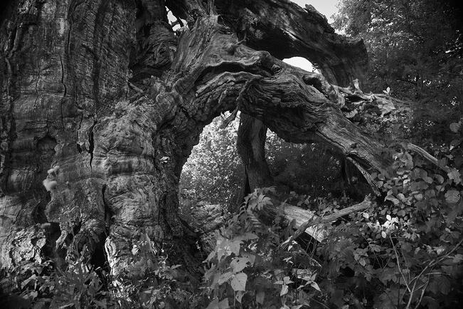 Anne Haimakaisen teoksissa palataan pyhään luontoon, jossa pilkahteleemuinaissuomalainen mytologia.