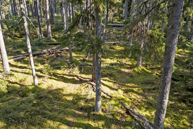 Turun luonnonsuojeluyhdistyksen historia ulottuu 1960-luvulle. Nykyisellä nimellään yhdistys on toiminut reilut 40 vuotta.