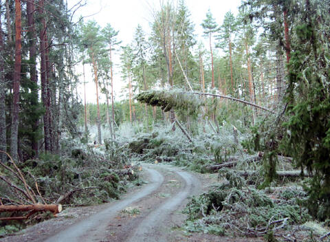 Myrskyn kaatamia puita Satakunnassa.