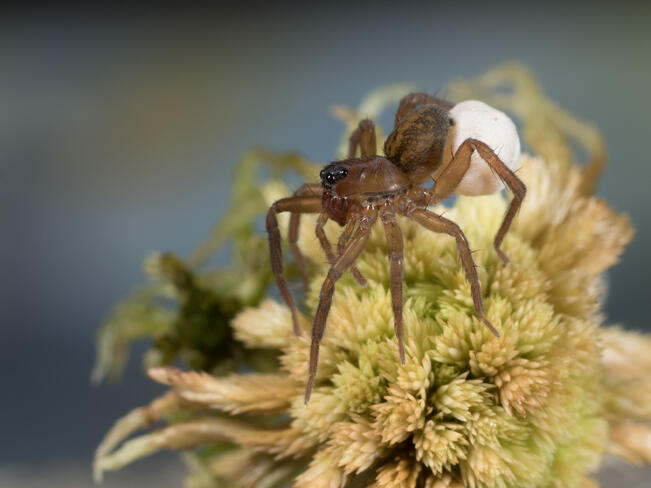 Piratula insularis nimettiin Pikkurosvokiksi. Pikkurosvokki on soilla elävä neljän millimetrin kokoinen juoksuhämähäkki. Kuvassa naaras munakoteloineen. 