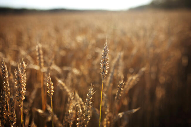 Viidennes kunkin tuotantosuunnan suurimmista tiloista tuottaa tyypillisesti hieman yli puolet kokonaistuotoksesta.
