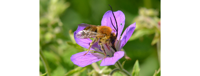 Pitkäsarvimehiläiskoiras ruokailee metsäkurjenpolven kukalla.
