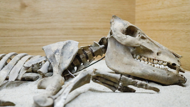 Aboa Vetuksen näyttely uudistuu ja arkeologinen museo on muutostöiden vuoksi kiinni maaliskuun puoliväliin.