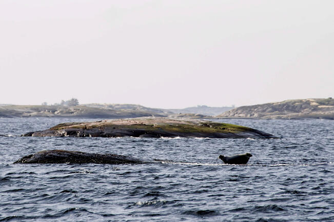 Harmaahylkeiden kanta on kasvussa.