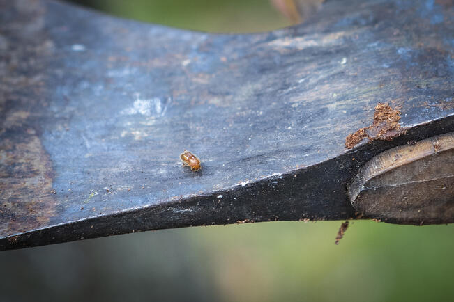 Puiden kasvu hidastuu kirjanpainajan iskettyä puuhun jo kauan ennen kuin kasvu loppuu ja puu kuolee.
