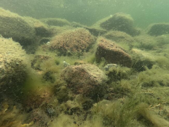 Rihmamaiset levät peittävät kiviä ja vedenalaista kasvillisuutta Finbossa.