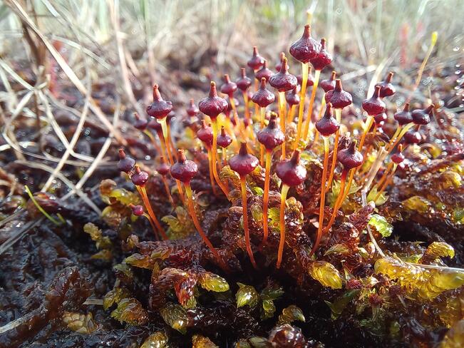 Pallosompasammal on yleinen Lapin ravinteisilla lettosoilla, mutta uhanalaistunut Etelä- ja Keski-Suomessa todennäköisesti soiden ojitusten vuoksi. Kuva on Tervolasta viime kesäkuulta.