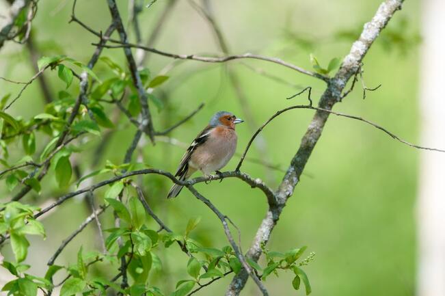 Peippojen määrä on vähentynyt eniten alueilla, joissa hakkuita on tehty paljon. Kesällä hakkuiden haitalliset vaikutukset kertautuvat, koska silloin tuhoutuu metsälintujen elinympäristön lisäksi myös kesän poikaset.
