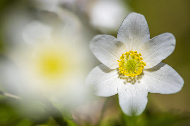 Ensimmäiset valkovuokot on jo havaittu kukassa useammalla paikkakunnalla.