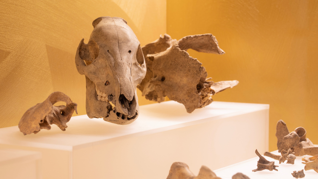 Osteologinen päättely -vitriinissä voi tutkia luita myös läheltä.