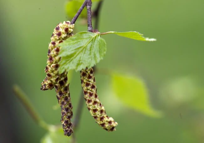 Keväällä eniten allergiaoireita aiheuttavat leppä ja koivu, mutta myös muut lehtipuut voivat aiheuttaa allergiaa.