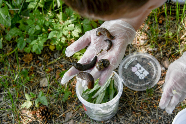 Espanjansiruetana on yleensä tumman ruskea, pantterietanan tunnistaa pisteistä ja kotilon siitä, että sillä on koppa mukanaan.

