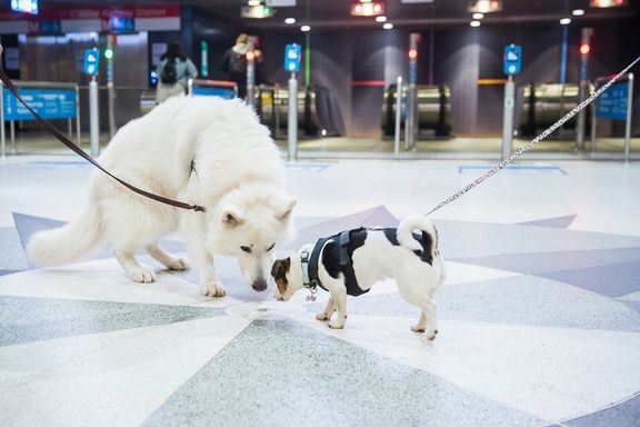 Omistajan teht&#228;v&#228; on opettaa koiralle perusasiat, sosiaalistaa lemmikki ja oppia tulkitsemaan sen k&#228;ytt&#228;ytymist&#228;.