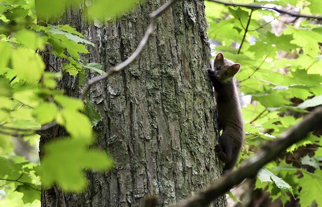 Paha haju paljastaa näädän majailun mökillä.