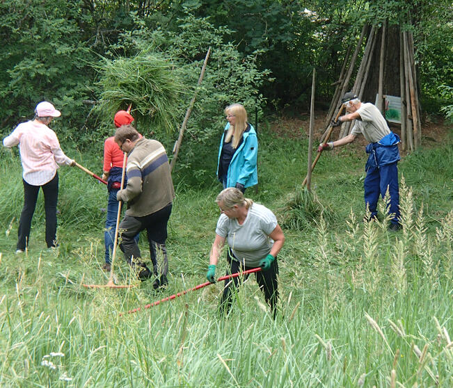 Nautelankosken luonnonsuojelualueella niitetään perinteiseen tapaan viikatteilla ja nostetaan heinät kuivumaan seipäille. Kuva vuoden 2024 niittotalkoista.