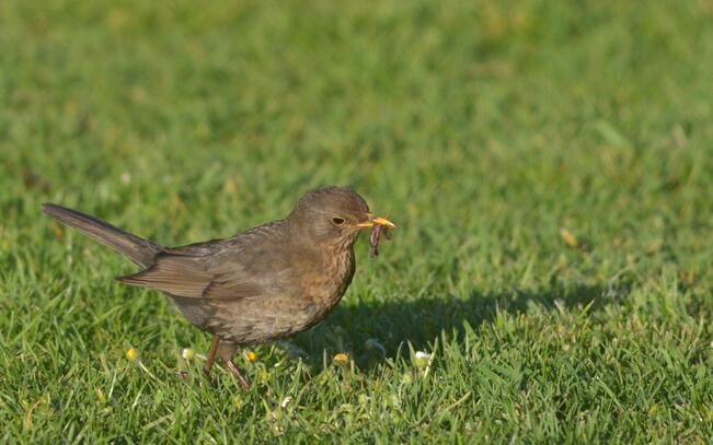 Mustarastaskanta on kasvussa. Lintujen pesimähavainnot esimerkiksi ruokaa poikasilleen kantavista emoista voi ilmoittaa lintuatlakseen (lintuatlas.fi).
