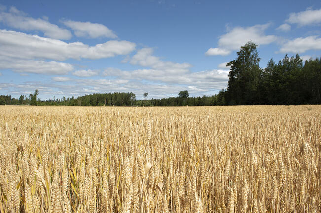 Syysvehnän viljelyala on vuodesta 2016 lähes kolminkertaistunut.