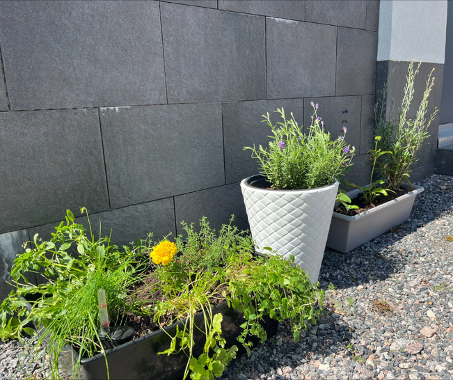 Taloyhtiön pihan monimuotoisuuden lisäämisen voi aloittaa vaikka yhdellä ruukulla. Valitse lajeiksi pörriäisystävällisiä monivuotisia kotimaisia kasveja.