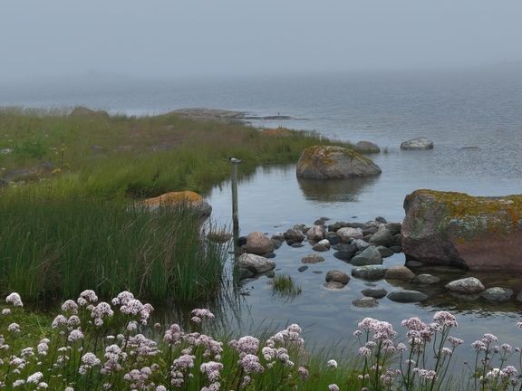 Sinilevi&#228; esiintyy Lounais-Suomen merialueilla viel&#228; tavanomaista v&#228;hemm&#228;n. 
