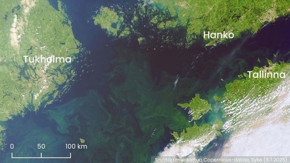 Sentinel-3-satelliitin keskiviikon pilvetön havainto Suomenlahden länsiosasta ja pääaltaan pohjoisosista. Veteen sekoittunutta sinilevää esiintyy viime viikkoa laajemmalla alueella, mutta pintakukintaa ei ole näillä alueilla vielä havaittavissa.  