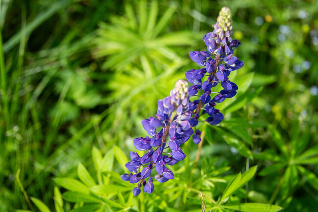 Lupiini kuuluu haitallisiin vieraslajeihin, joka leviää nopeasti. Se tuottaa kukinta-aikaan runsaasti siitepölyä.