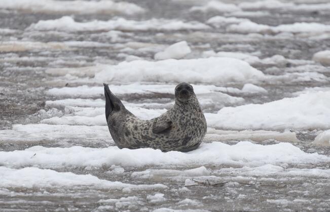 Tuoreessa tutkimuksessa selvitettiin, miten ihmistoiminta ja ympäristön muutokset vaikuttavat itämerennorppapopulaation rakenteeseen ja kehitykseen.

