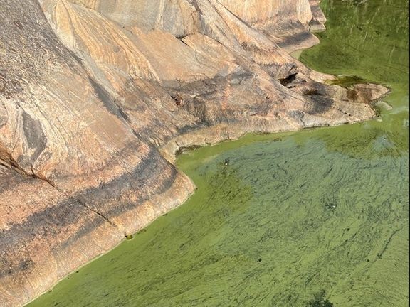 Sinilevää rantaan ajautuneena. 
