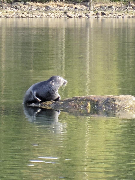 Norppia saa metsästää vain Perämeren–Merenkurkun kannanhoitoalueella.