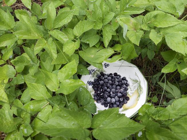Mustikkaa ja suomuurainta voi jo poimia Etelä- ja Keski-Suomessa.