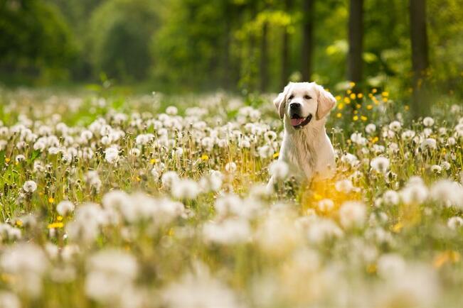 Ampiaisen pistoon ei tavallisesti tarvita eläinlääkärin hoitoa, mutta jos piikki on jäänyt kiinni lemmikkiin, tulee se yrittää saada irti.