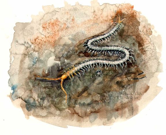 Viherjuoksiainen (Geophilus carpophagus) on erityisesti suojeltava ja äärimmäisen uhanalaisen laji. Paraisten Mustfinnissä on rajattu lajin tärkeä esiintymispaikka. 
