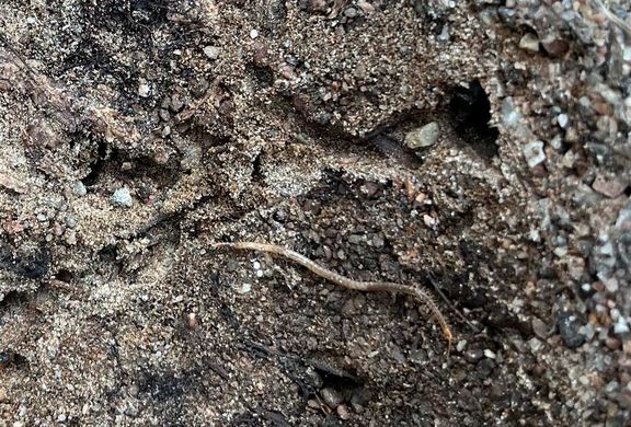 Viherjuoksiainen Paraisten Taipalenrannassa vuonna 2023. Laji on ainoa harmaanvihertävä siimajuoksiainen maassamme ja lisäksi maamme suurin (>60 mm) ryhmänsä edustaja. 
