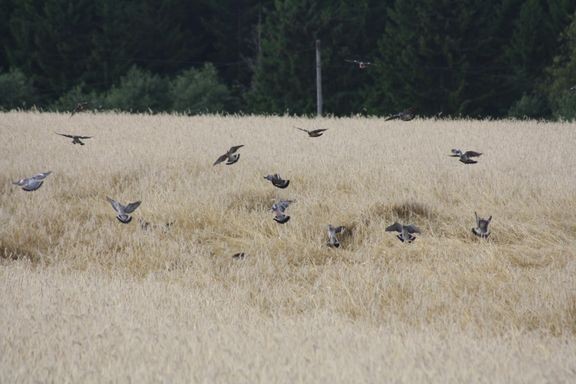 Sopivat pellot voivat kerätä suuriakin kyyhkyparvia ruokailemaan loppukesästä. Pelloilla, joilta sato on korjaamatta, ei saa metsästää ilman maanomistajan lupaa. 
