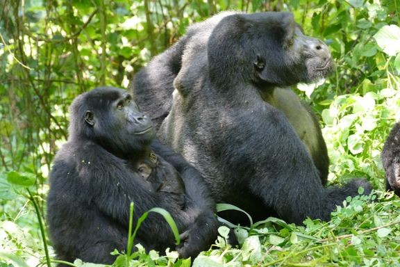 Naaraan (ja poikasen) ja uroksen kokoero kuvattuna Bwindi Impenetrable National Parkissa, Ugandassa.  
