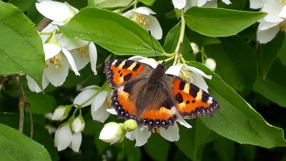 Nokkosperhonen on ollut viime vuosina poikkeuksellisen vähälukuinen.
