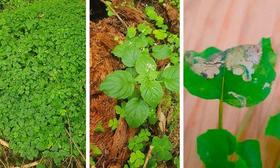 Pikkuvelholehti (Circaea alpina).
