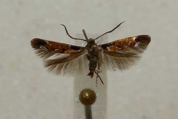 Varjotupsukoi (Mompha terminella).