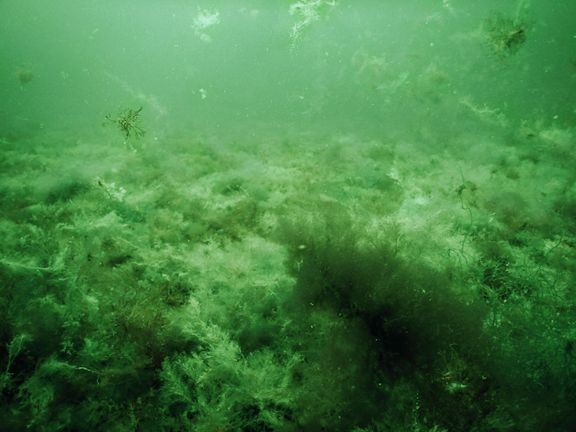 Rihmaleväistä merenpohjaa.  