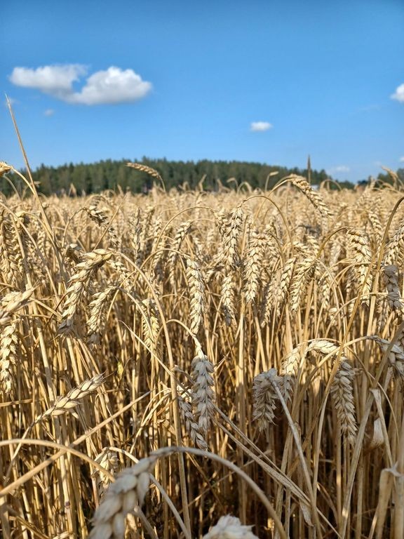 Syysvehnän hehtaarisatojen arvioidaan olevan jopa 20–30 prosenttia viimeisen viiden vuoden keskisatoja parempia. 