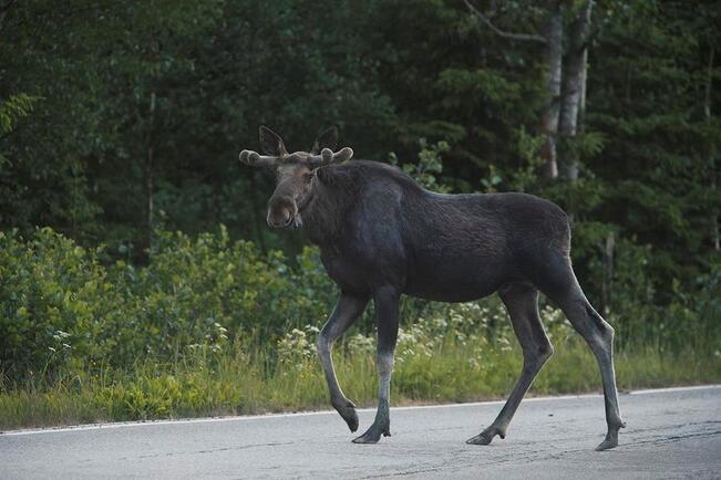 Kolmasosa hirvionnettomuuksista tapahtuu syys-lokakuussa. Jos eläin juoksee tielle, yritä väistää sen takaa. 
