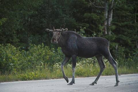 Kolmasosa hirvionnettomuuksista tapahtuu syys-lokakuussa. Jos eläin juoksee tielle, yritä väistää sen takaa. 

