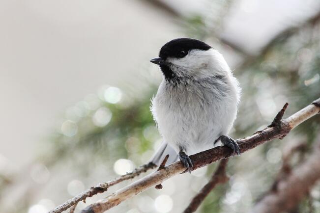 Hömötiainen. Tutkijoita kiinnostaa, millä keinoilla luonnonpopulaatiot voivat sopeutua ihmisen aiheuttamiin nopeisiin ympäristönmuutoksiin.

