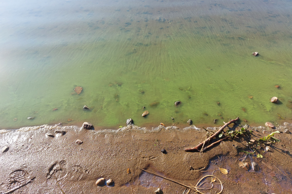 Siilinjärven Simpan uimarannalla Kallavedellä oli runsaasti sinilevää keskiviikkona 10.9.2025. Kuva on Järvi-meriwiki-palvelusta. 
