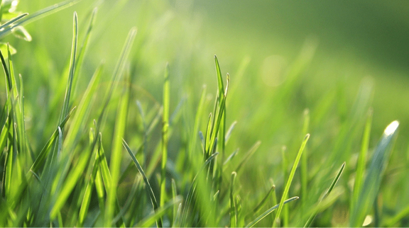 Saaristomeren valuma-alueella käynnistyy maatalouden vesiensuojelun kokeilu, jossa viljelijöitä kannustetaan peltojen fosforitason alentamiseen tulosperusteisen tuen avulla.