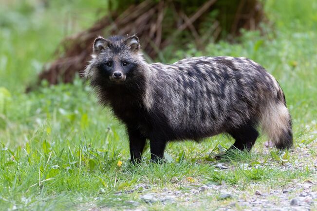 Supikoira. 