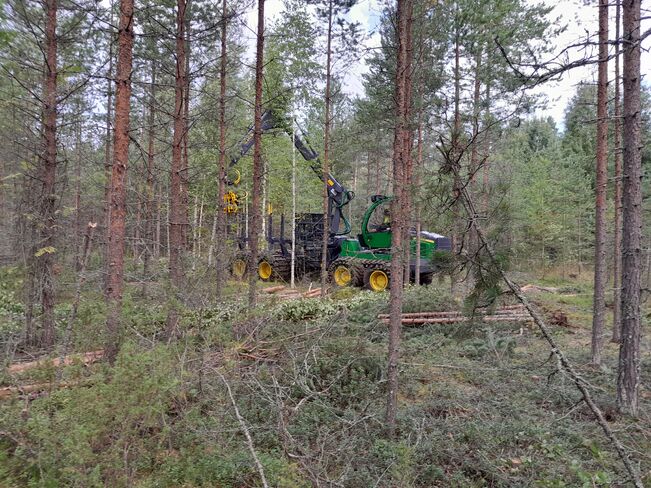 Pienpuuta korjataan nuoren metsän hoidon yhteydessä.
