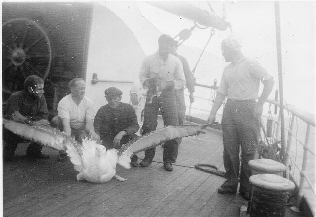 Nelimastoparkki Archibald Russellin miehistöä esittelemässä aluksen peräkannella pyydystämäänsä albatrossia. Kuvausaika 1935-1936. Kuvaaja ei ole tiedossa.
